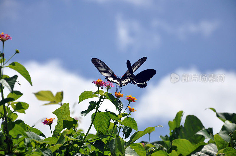 蝴蝶门农/大摩门蝴蝶飞向天空